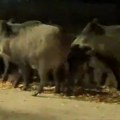 Divlje svinje sa mladuncima šetale noćas po Leskovcu, sličan prizor zabeležen i ranije – VIDEO
