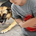 Pas u Sremčici rasporio stomak detetu: Dečak operisan u Tiršovoj