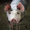 Afrička kuga svinja potvrđena u 32 opštine