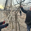 U Čačku u toku rezidba voća, od toga zavisi čitav rod ove godine: Posao nije zahtevan, a i solidno je plaćen