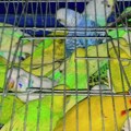 Čovek iz Srbije pokušao da prokrijumčari 47 papagaja Makedonski carinici ostali u šoku (foto)