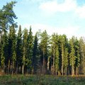 Opštine iz još tri okruga uključene u projekat „Od šuma za šume“