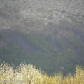Zaustavljen veliki požar na Staroj planini: Gorelo na stotinu hektara šume