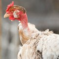 Još TRI zemlje obustavile uvoz živine iz Brazila zbog OPASNE bolesti