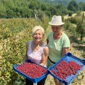 Gordana i Jasna udružile snage u berbi malina, tropski talas im ne sme jer imaju ovo domaće osveženje