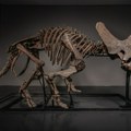 Skelet dinosaurusa triceratopsa biće ponuđen na aukciji