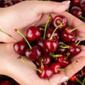 Preterivanje sa trešnjama stvara pustoš u crevima: Zdrava dnevna doza i simptomi prekomernog unosa