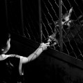 Direktor Beo zoo-vrta: Beležimo oko 400.000 poseta godišnje, u planu dva velika projekta