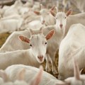 U Srbiju švercom stigle boginje koza i ovaca - Veterinarske ekipe na terenu sprovode mere