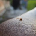 Žena iz Crvenke posle ujeda komarca prestala da hoda i priča Lekari otkrili, uzrok je virus Zapadnog Nila