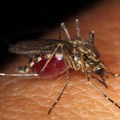 Iako su „letnje dosade“, komarci prave sopstveni antifriz, pa nas muče i u hladnim danima, odnosno noćima