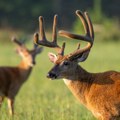 Bolest "zombi jelena" prešla na ljude: Dva lovca jela meso zaražene divljači i ubrzo su umrli