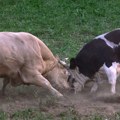 Узнемирујући снимак из Радошића: Два бика подивљала на бикијади, један улетео у публику, други пробо човека