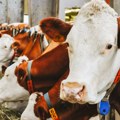 Kako ublažiti efekat toplotnog stresa kod krava: Stručnjak savetuje kako da se izborite sa ovim problemom