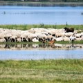 U Srbiji zbog korupcije od 2009. zaplenjeno 40.300 kvadrata, 26 ovaca i jedna koza