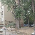 Drvo palo na ženu i dete na Detelinari