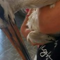 Povređena roda ostala zarobljena na krovu sama i bespomoćna: Mujo je spasio, sada o njoj brinu građani Palanke
