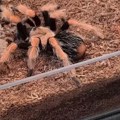 Nova obdarena tarantula Onaj deo tela joj je najduži
