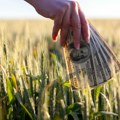 Tržište divlja Cena pšenice znatno skočila posle odluke Moskve