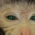 Genetski rulet Rođen prvi himera majmun, stvoren u laboratoriji, prsti su mu žuti, a oči zelene