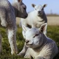 Oglasilo se Više javno tužilaštvo u Pančevu o slučaju dečaka koji je počinio masakr u štali