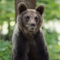 Medved upao na sahranu u Rumuniji
