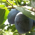 RZS: U Srbiji pod voćnjacima i vinogradima 214.330 hektara, najviše pod šljivama