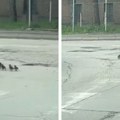 Slađi video danas nećete videti! Evo se jedna mama trudi da sačuva svoje mališane dok prelaze ulicu