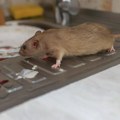 U Sarajevu registrovan nagli rast broja zaraženih leptospirozom: Situacija je zabrinjavajuća