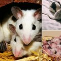 Evo kako da se rešite pacova i miševa ove zime: Postoje efikasni trikovi, evo šta treba da uradite da oterate štetočine