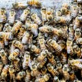 (FOTO) Uporan da obori svetski rekord, na telo je stavio 60 kilograma pčela