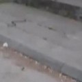 Još jedna zmija nasred ulice u Srbiji! Najnoviji snimak stiže iz Čačka