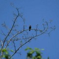 Naslovne strane za nedelju, 10. maj 2026. godine