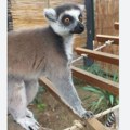 Lemur pobegao iz zoovrta u Amsterdamu i prošetao se ulicama grada