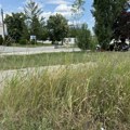 Zelene površine kod Grudnog načisto zapuštene, trava i žbunje se otrgli kontroli, iza Centara izvrsnosti džungla (FOTO/VIDEO)…