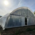 Marihuana u plastenicima: Otkrivena plantaža u Gornjem Milanovcu FOTO