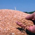 Galetin: Možemo očekivati probleme sa izvozom pšenice zbog situacije u Ukrajini