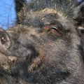 Divlja svinja se gosti na đubrištu kod tornja na Sljemenu