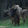 Nacionalni park Fruška gora bogatiji za dva bizona: Tajfun i Tatrenka se pridružili stadu
