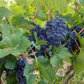 Jubilarni V „Dani sićevačke berbe“ – slavlje ukusa, tradicije i zajedništva