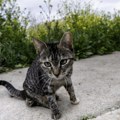 Rekordan broj zanemarenih životinja u Holandiji prošle godine