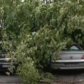 Ko je kriv kada drvo padne na vaš auto? Odgovor vas može iznenaditi, a procedura za naplatu štete je jednostavnija nego što…