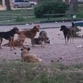 Leskovački advokat demantuje optužbe o učešću u šemi lažnih ujeda pasa: “Sve je urađeno po zakonu i nisam je poznavao pre…