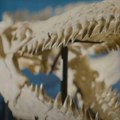 VIDEO Pronađen fosil nepoznate vrste dinosaurusa: U čeljustima još imao ostatke svog poslednjeg obroka