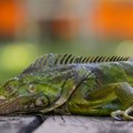 Iguane padaju sa drveća na Floridi: Neobičan prizor šokirao građane, stručnjaci otkrili o čemu se radi