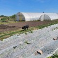 Nema izbora! Posle krađe jagoda i velike štete kod Kikinde, vlasnica obezbeđuje imanje kamerama, psima i strujom (foto)