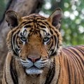 Odbegli tigar povredio jednu osobu kod Lajpciga, policija ga ubila