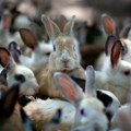 Puštanje 24 zečeva u Australiji brzo je dovelo do populacije od 600 miliona: Kako je rešen problem