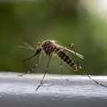 Alarm zbog Zapadnog Nila: 35 potvrđenih slučajeva, šest pacijenata kritično