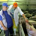 Srbija: Da li je afrička svinjska kuga pod kontrolom?